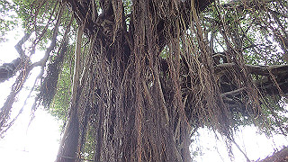 pc111059_thumb.jpg