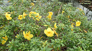 pc111122_thumb.jpg