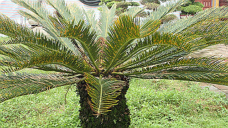 pc111271_thumb.jpg