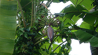 pc111332_thumb.jpg