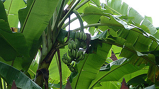 pc111333_thumb.jpg