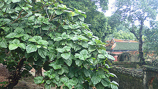 pc121456_thumb.jpg
