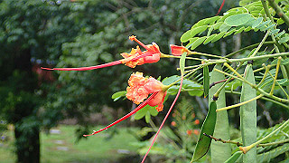 pc121460_thumb.jpg
