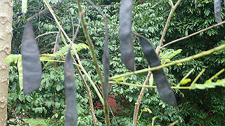 pc121461_thumb.jpg