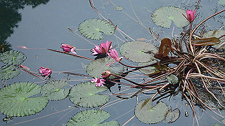 pc121500_thumb.jpg