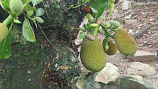 pc121545_thumb.jpg