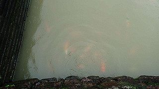 pc121723_thumb.jpg