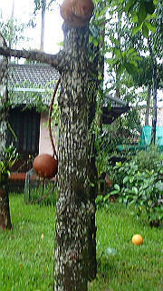 pc121772_thumb.jpg