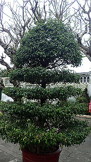 pc142373_thumb.jpg