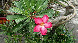 pc142378_thumb.jpg