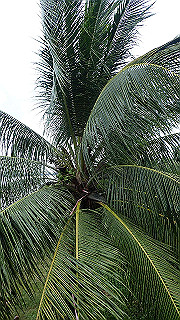 pc142463_thumb.jpg