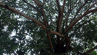 pc152689_thumb.jpg