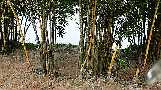 pc152756_thumb.jpg