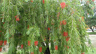 pc152780_thumb.jpg