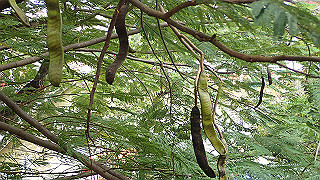 pc152816_thumb.jpg