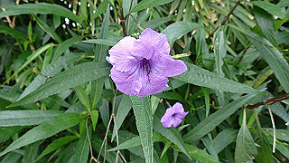 pc162854_thumb.jpg