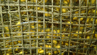 pc163111_thumb.jpg