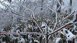 p2020137_thumb.jpg