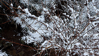 p2020219_thumb.jpg