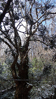 p2020223_thumb.jpg
