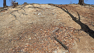 p2050406_thumb.jpg