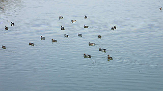 p2180493_thumb.jpg