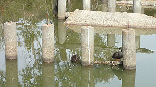 p2180569_thumb.jpg
