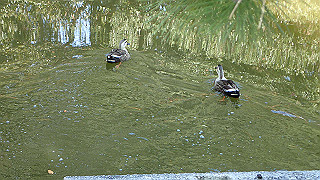 p2180707_thumb.jpg