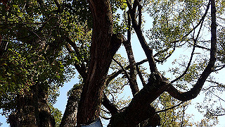 p2180851_thumb.jpg