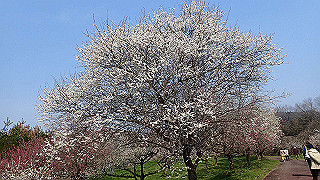 p3150470_thumb.jpg