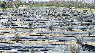 p3270484_thumb.jpg