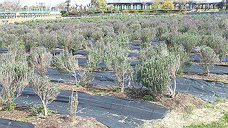 p3270503_thumb.jpg