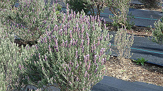 p3270504_thumb.jpg