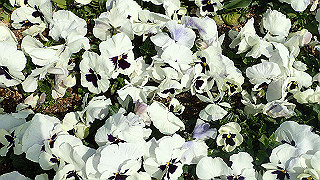 p3270516_thumb.jpg