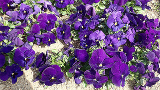 p3270517_thumb.jpg