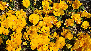p3270518_thumb.jpg