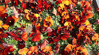 p3270519_thumb.jpg