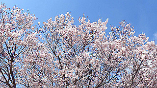 p4030472_thumb.jpg