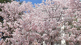 p4030481_thumb.jpg