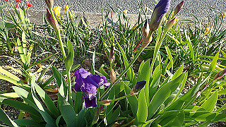p4030533_thumb.jpg