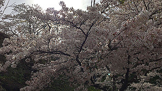20190405_060517247_ios_thumb.jpg