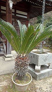 p4050511_thumb.jpg