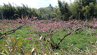 p4190474_thumb.jpg