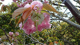 p4190476_thumb.jpg