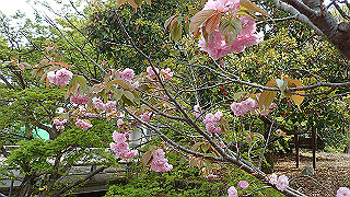p4190477_thumb.jpg