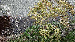p4190499_thumb.jpg
