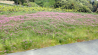 p4190516_thumb.jpg