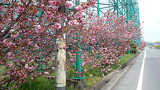 p4190536_thumb.jpg