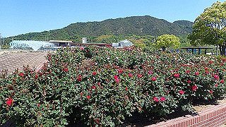 p5070759_thumb.jpg