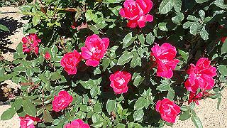 p5070760_thumb.jpg